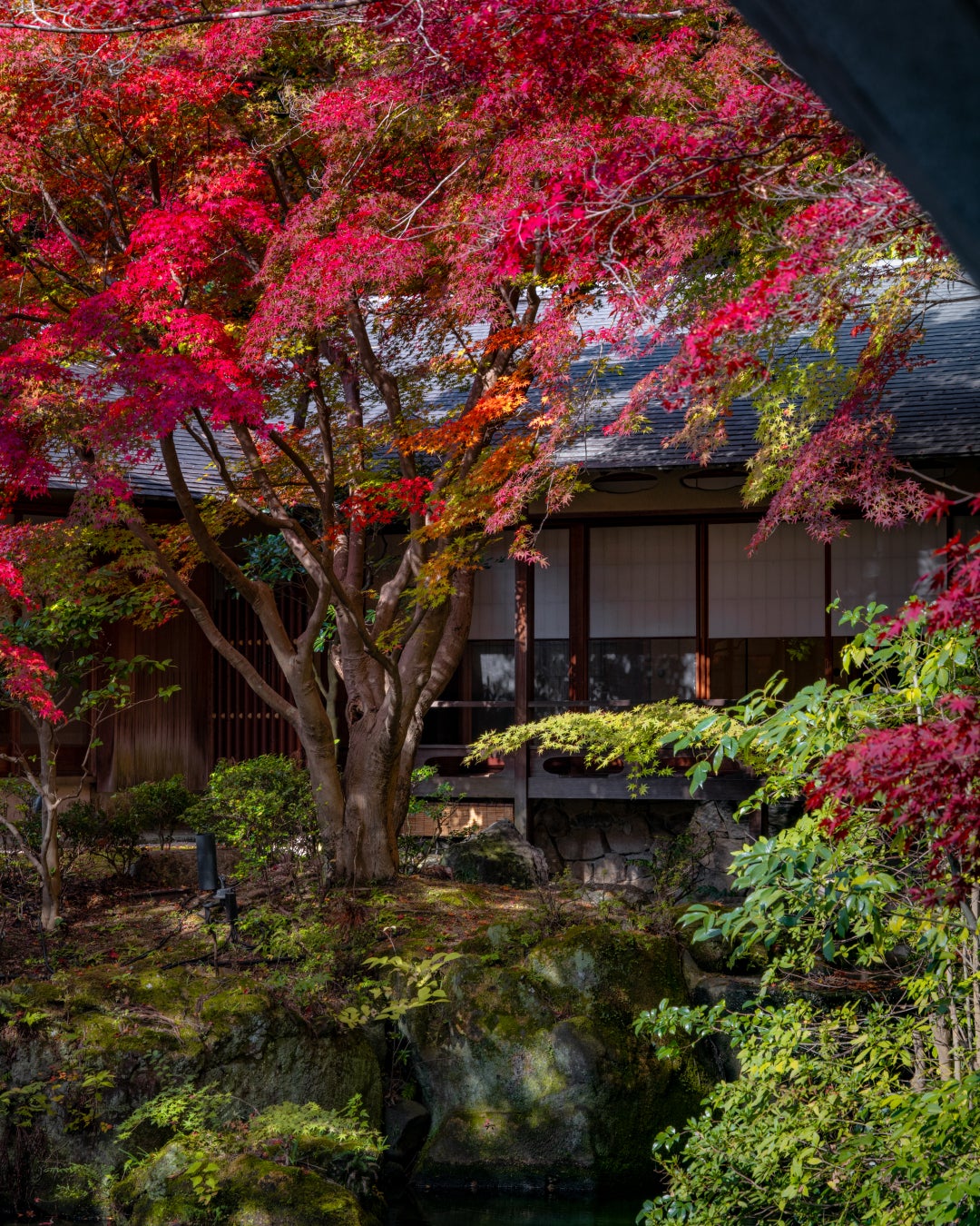 紅葉が美しい日本庭園