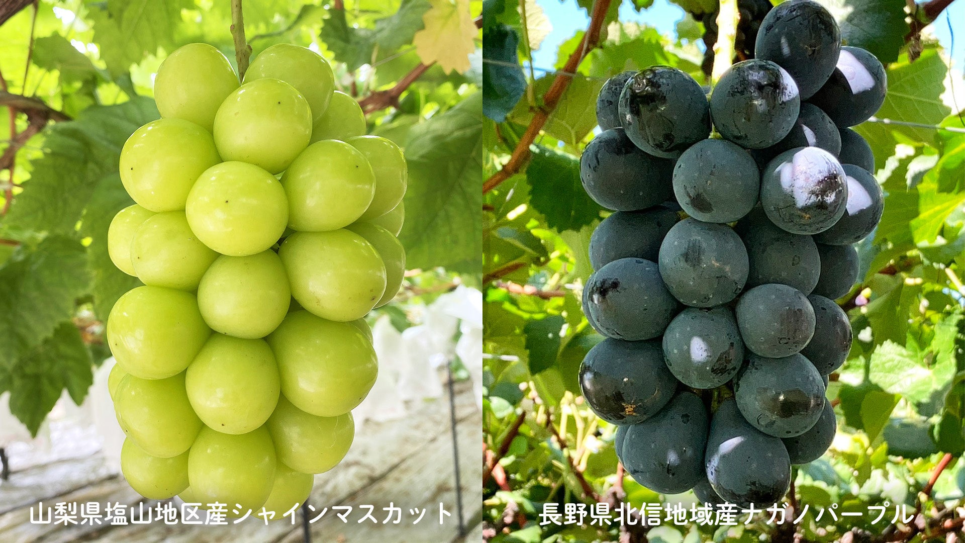ロールケーキ(「果匠とびくま」の限定シャインマスカットロールが熊谷青果市場に登場)