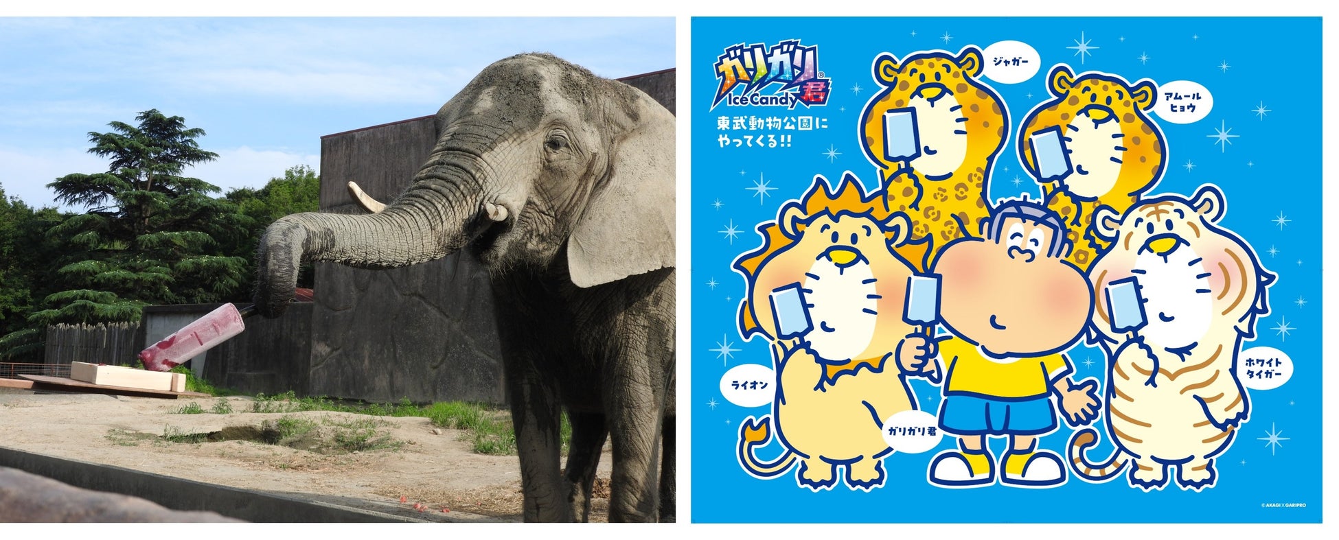 ※動物たちにあげる氷は「ガリガリ君」ではございません。