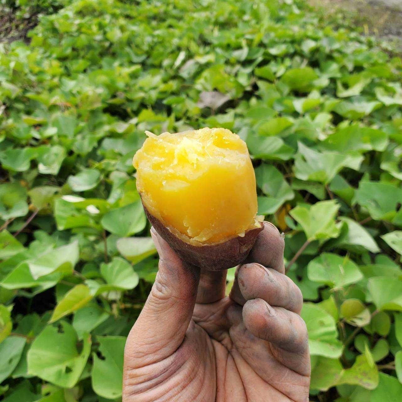 大阪発祥のさつまいも「夢シルク」（オオサカポテト提供画像）