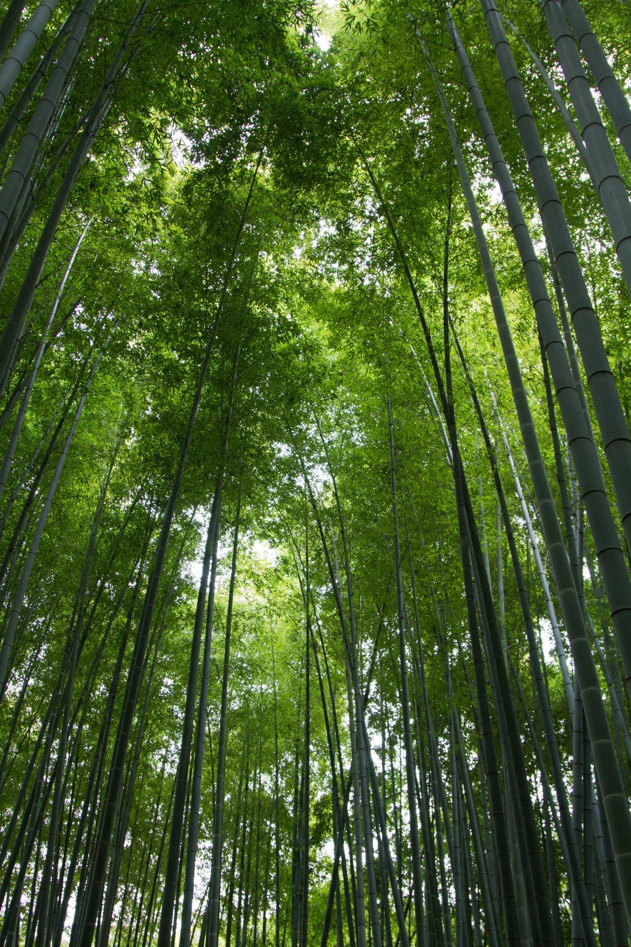 抹茶スイーツ(築地発「IPPUKU」が提案する世界初の竹で飲む抹茶ラテ、新たな日本茶体験を世界へ発信)