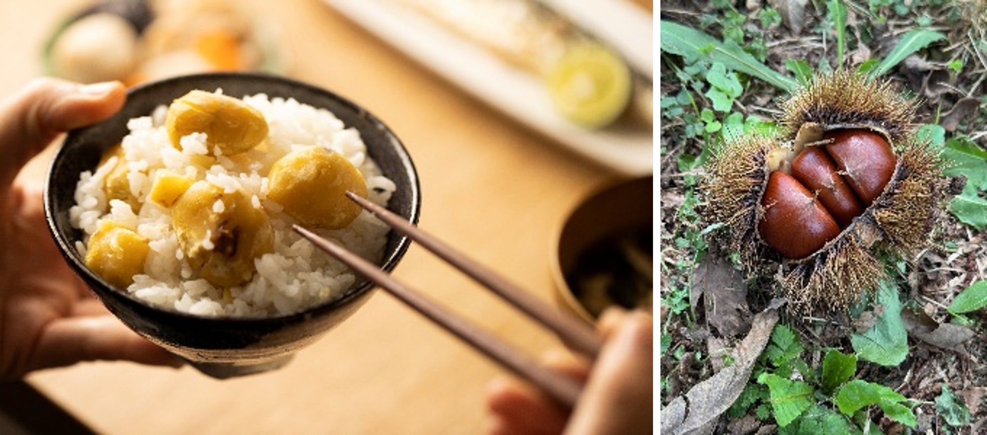 栗スイーツ(ユーハイムと石井食品が共同開発「和栗きんとんモンブラン」食品添加物不使用のこだわりスイーツを数量限定発売)